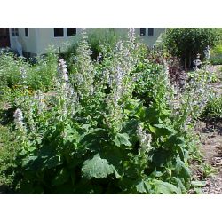 Clary Sage Oil