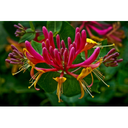 Honeysuckle Oil