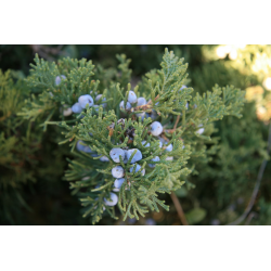 Juniper Oil