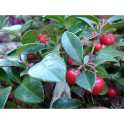 Wintergreen Oil