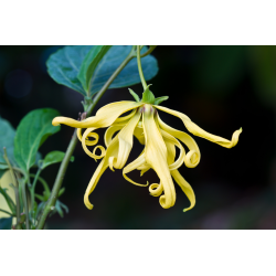 Ylang Ylang Oil