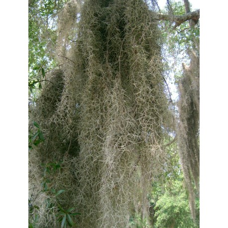 Spanish Moss Oil