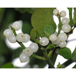 Mistletoe Stick Incense