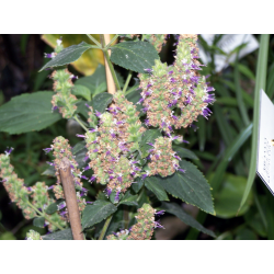 Patchouli Stick Incense