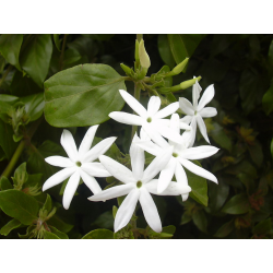 Jasmine Stick Incense