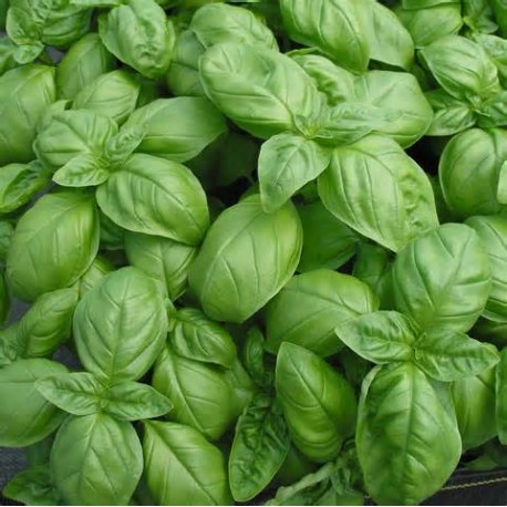 Basil Oil