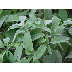 Sage Stick Incense