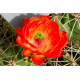 Cactus Flower Oil