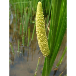 Calamus Oil