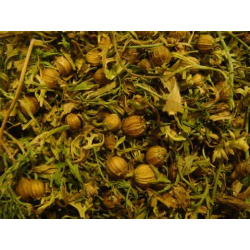 Coriander Oil