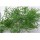 Dill Oil