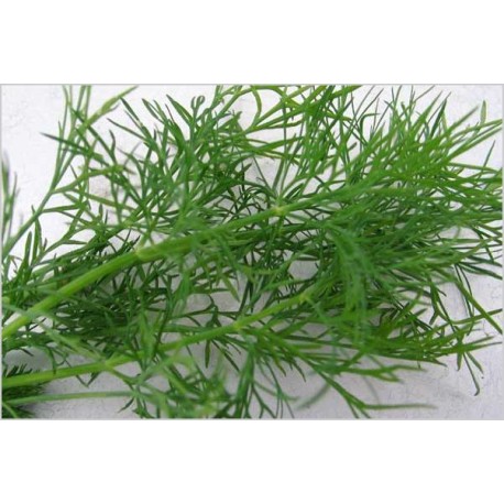 Dill Oil