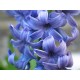 Hyacinth Oil