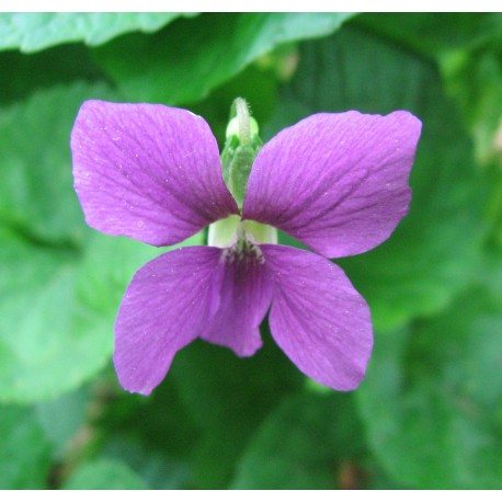 Violet Stick  Incense