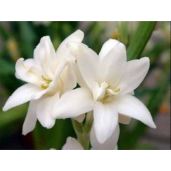 Tuberose Oil