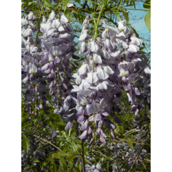 Wisteria Oil