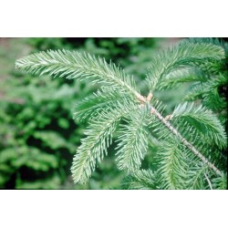 Balsam Fir Stick Incense