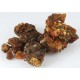 Opopanax Gum/Sweet Myrrh (Opopanax chironium)