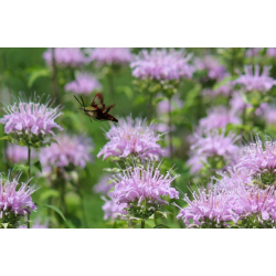 Bergamot Stick Incense