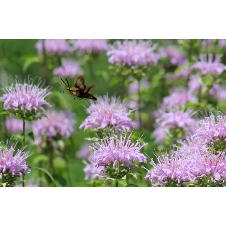 Bergamot Stick  Incense