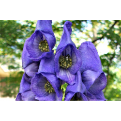 Monkshood Oil