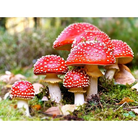 Fly Agaric Oil