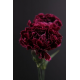 Carnations Of Love Oil