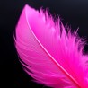 Pink Feather Body Lotion