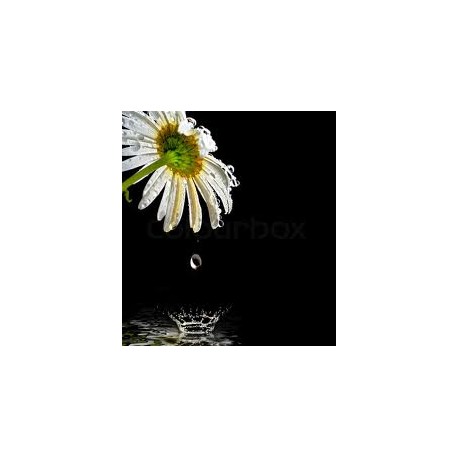 Black Chamomile Oil